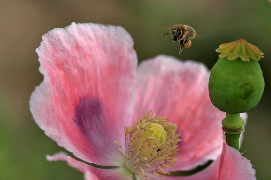 ape, volo delle api, fiorire, fioritura, natura, primavera, polline, fiore, pianta, papavero, avvicinamento, flora, giardino, petali, api, pianta fiorita, fragilità, vulnerabilità, bellezza nella natura, petalo, freschezza, invertebrato, insetto, testa di fiore, temi animali, un animale, animale, fauna selvatica, animali allo stato selvatico, crescita, infiorescenza, colore rosa, nessuno, impollinazione, in bilico, 4K