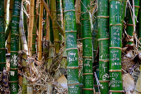 cuba, vinales, trees, bamboo, i was here, names, name, couple, forrest, friends, friendship, love, love locks, carved, carved trees, romance, tropical, nature, bamboo - plant, green color, text, no people, day, full frame, plant, communication, bamboo grove, growth, outdoors, backgrounds, script, close-up, tree, large group of objects, plant part, non-western script, 4K, CC0, public domain, royalty free