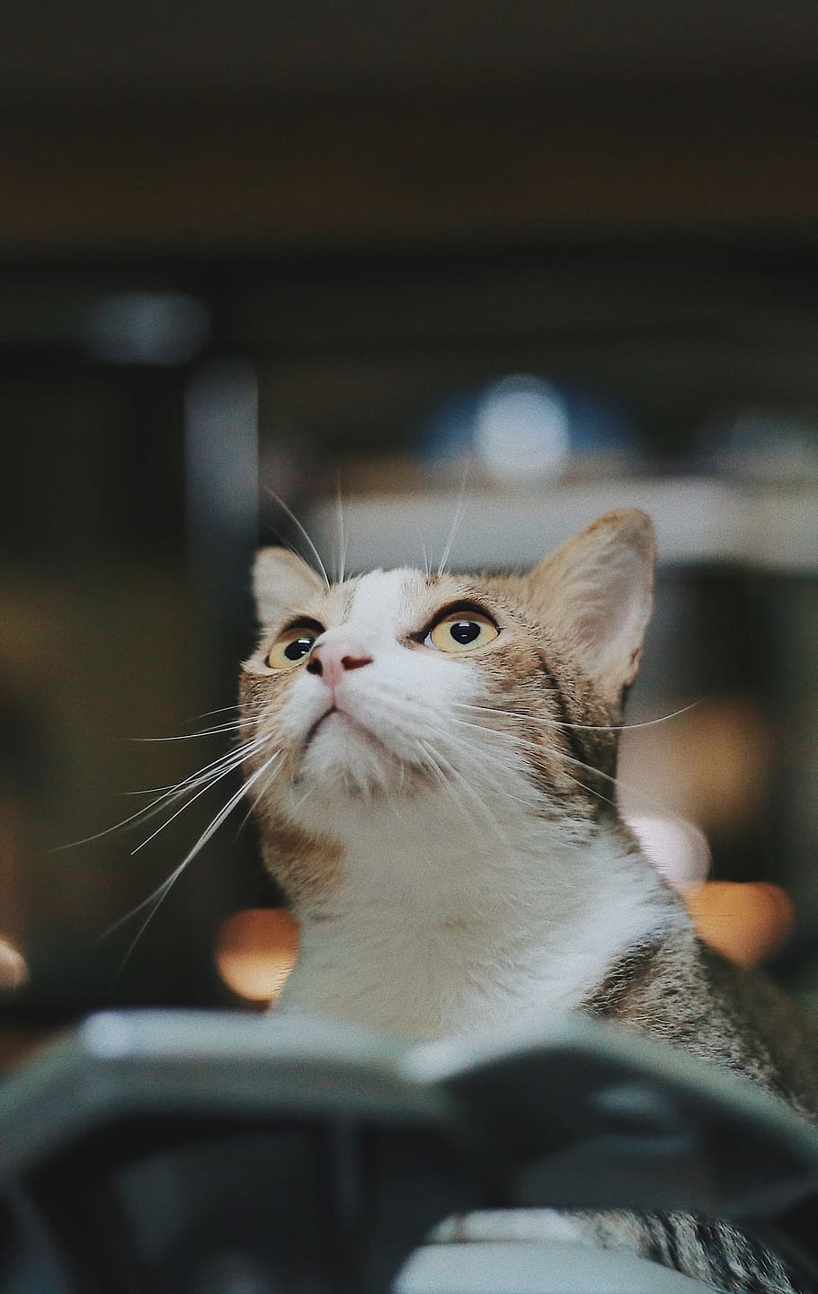 gato malhado marrom, animal, gato, felino, olhando pra cima, mamífero, abissínio, gatinho, animais selvagens, selvagem, olhos, manx, temas animais, pets, um animal, doméstico, gato doméstico, animais domésticos, bigode, vertebrado, dentro de casa, fechar-se, olhando, ninguém, olhando para longe, focar em primeiro plano, foco seletivo, cabeça de animal, 2K