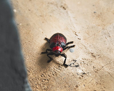 roșu bug, animal, insectă, nevertebrat, gandac de balegar, americana, brasil, divelp veículos, arahnide, păianjen, sol, cricket insectă, vaduva Neagra, fotografie, grădină păianjen, apidae, albină, în aer liber, natură, animale sălbatice, animale tematice, un animal, animale în sălbăticie, a închide, teren, selectiv, zi, nici o persoana, gândac, nisip, vedere în unghi mare, roșu, zoologie, artropod, 4K, CC0, domeniu public, fără drepturi de autor