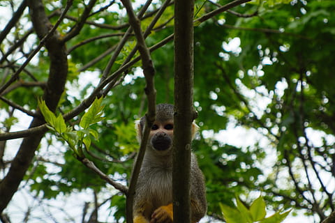 monkey, tree, forest, green, animal themes, animal, one animal, animal wildlife, mammal, animals in the wild, plant, low angle view, vertebrate, no people, day, branch, looking at camera, focus on foreground, primate, nature, portrait, outdoors, zoo, animal head, 4K, CC0, public domain, royalty free