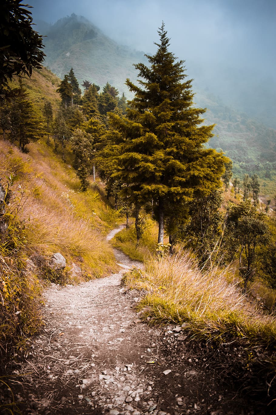 verd, fulles, arbre, durant el dia, Carretera bruta, carretera, grava, planta, abies, avet, conífera, sòl, Camí, #portaitphotography #wallpaper #hdwallpaper #iphonewallpaper #background #iphonebackground, fons de l'iPhone fons de pantalla de l'iPhone fons de pantalla de fons de pantalla iphone x fons de pantalla d'iPhone xs fons de pantalla de fons de pantalla de la naturalesa de la natura, ruta, picea, asfalt, làrix, pi, tronc de l'arbre, manera, direcció, sendera, el camí a seguir, naturalesa, escena tranquil·la, terra, bellesa a la natura, tranquil·litat, creixement, bosc, dia, escena no urbana, brutícia, escenics - natura, cap gent, tardor, transport, a l'aire lliure, canvi, 5K