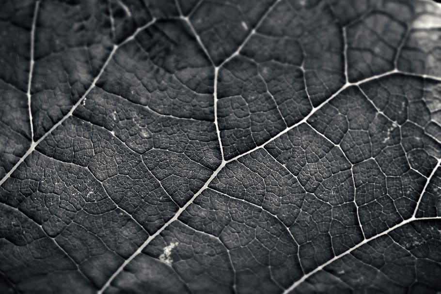 full, estructura, textura, fons, naturalesa, patró, estructures, venes de les fulles, fulles, macro, primer pla, superfície, planta, foto de detall, negre blanc, blanc i negre, sw, b w, humor, marc complet, cap gent, part de la planta, enfocament selectiu, dia, patró natural, vena de la fulla, sec, a l'aire lliure, bellesa a la natura, esquerdat, centrar-se en primer pla, 4K
