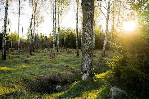 jaro, slunce, les, krajina, Příroda, velikonoční, světlo, rostlina, louka, strom, flóra, fauna, bříza, dostatek přirozeného světla, slunečního světla, Jasný, odpočinek, zotavení, Česká republika, osvětlení, Pozadí, přistát, klid, krása v přírodě, klidné scény, scenics - příroda, nebe, tráva, růst, nikdo, kmen stromu, kufr, mimoměstské scény, den, odlesk objektivu, venku, 2K, CC0, veřejná doména, bez autorských práv