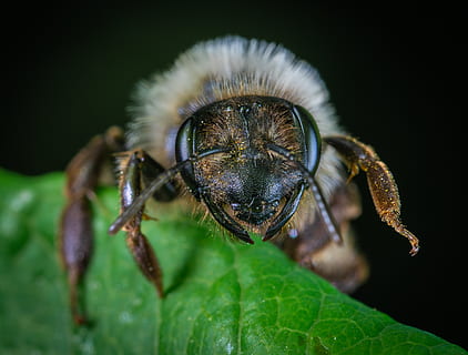 makrofotografering, insekt, perched, blad, bille, tæt på, lille, makro, hvirvelløse, dyre temaer, dyr, dyreliv, et dyr, dyr i naturen, plante del, leddyr, arachnid, edderkop, ingen mennesker, zoologi, natur, grøn farve, hoppe edderkop, udendørs, dag, dyr ben, dyr øje, 4K, CC0, offentligt domæne, royaltyfrie