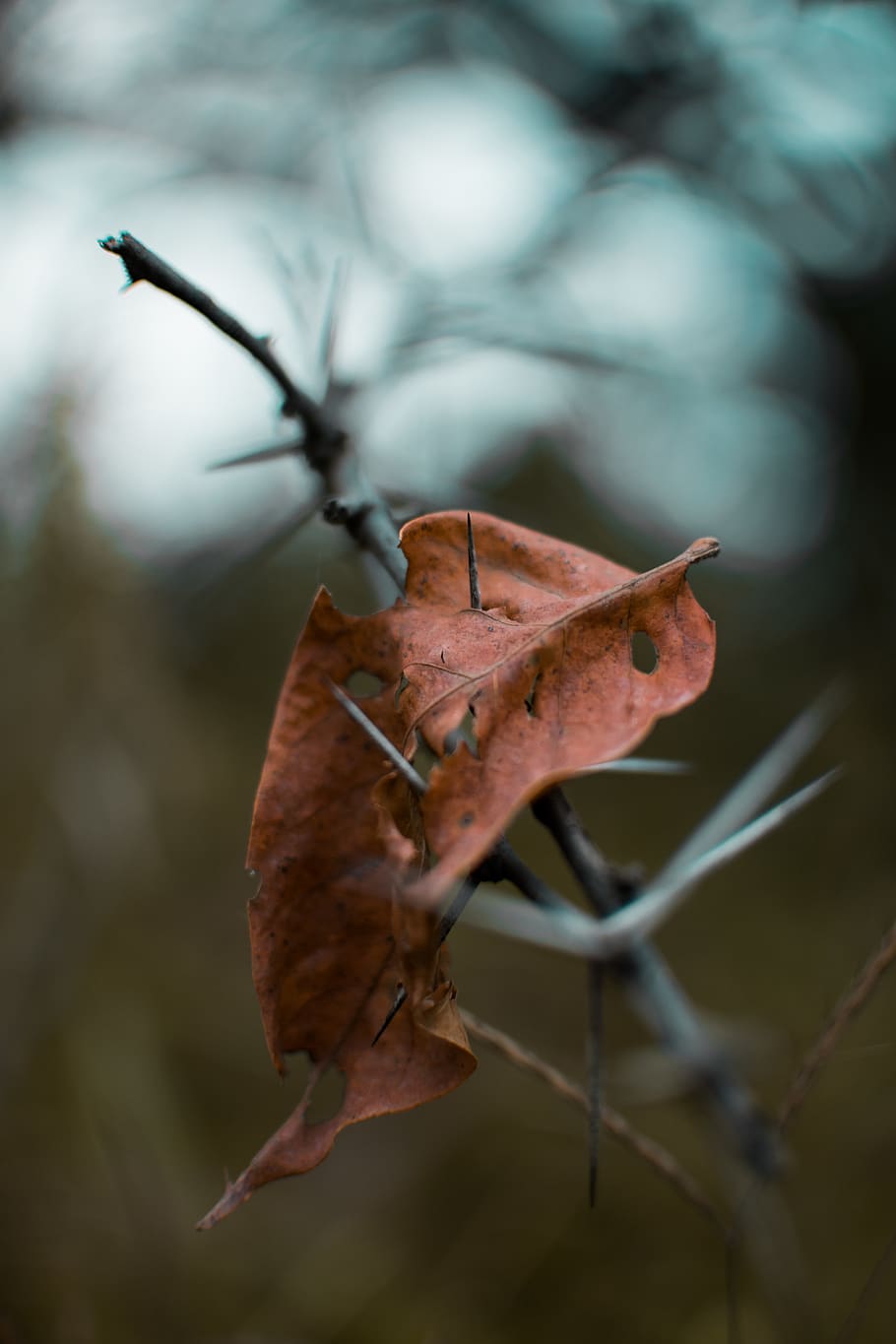 trockenes Blatt, Blatt, Pflanze, Tier, wirbellos, Insekt, Baum, Venen, Ahornblatt, Cricket-Insekt, anole, Kardinal, Vogel, Fotografie, Foto, produzieren, Persimmon, Lebensmittel, Obst, Geländer, Herbst, trocken, Pflanzenteil, Nahansicht, Natur, Fokus auf den Vordergrund, Veränderung, keine Leute, Verletzlichkeit, Zerbrechlichkeit, selektiver Fokus, Tag, Schönheit in der Natur, draußen, braun, Blattvene, Blätter, getrocknet, natürlicher Zustand, verwelkte Pflanze, 5K