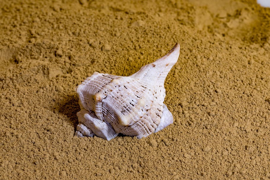 Schale, Sand, Strand, Urlaube, Sommer-, Küste, Tier, Land, Tierthemen, ein Tier, Tierwelt, keine Leute, Tiere in freier Wildbahn, Natur, Wirbeltier, Knochen, Fisch, Meer, Nahansicht, Tierkörperteil, Tierischen Schädel, Tierknochen, Marine, 5K