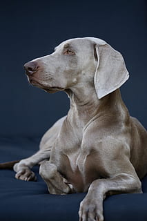 gris, genial, dane, mirant, costat, gos, caní, animal, mamífer, mascota, labrador retriever, punter, dit, beagle, manx, gat, metge, musell, gran danès, mobles, prestatgeria, edifici, habitatge, barana, un animal, mascotes, nacional, animals domèstics, weimaraner, mirant cap a fora, assegut, a l'interior, primer pla, relaxació, cap gent, tir de l'estudi, vista del perfil, contemplació, 5K, CC0, domini públic, lliure de regalies