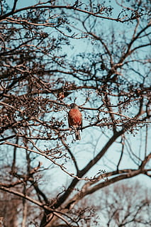 braun, Vogel, Baum, Ast, brauner Vogel, Gefieder, thront, Pflanze, Natur, Flachwinkelansicht, Tier, Tierthemen, Tierwelt, Tiere in freier Wildbahn, ein Tier, Fokus auf den Vordergrund, Tag, keine Leute, kahler Baum, draußen, selektiver Fokus, hocken, Wirbeltier, Nahansicht, 5K, CC0, gemeinfrei, lizenzfrei