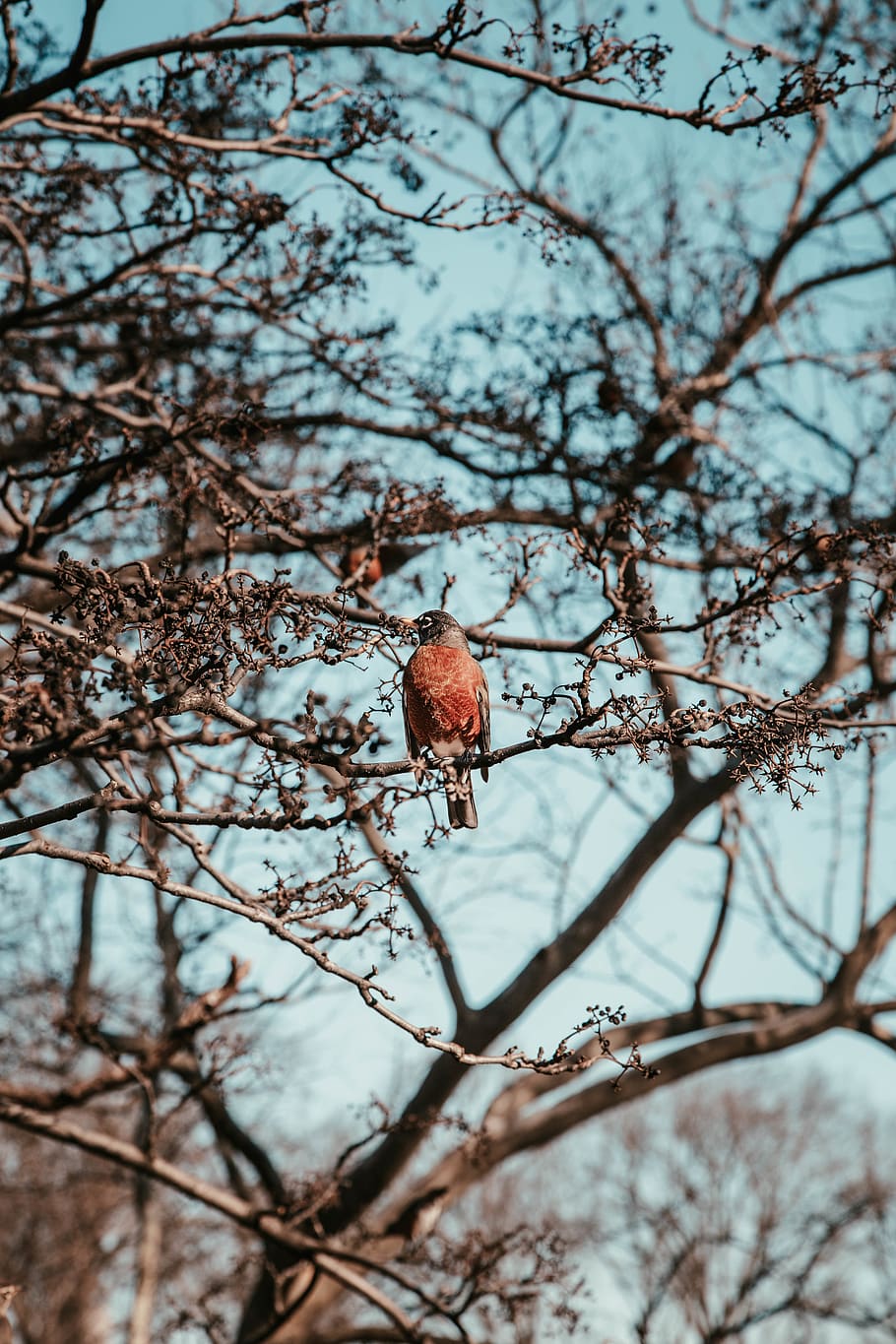Marrone, uccello, albero, ramo, uccello marrone, piume, arroccato, pianta, natura, Inquadratura dal basso, animale, temi animali, fauna selvatica, animali allo stato selvatico, un animale, concentrarsi sulle conoscenze acquisite, giorno, nessuno, albero nudo, all'aperto, messa a fuoco selettiva, appollaiati, vertebrato, avvicinamento, 5K