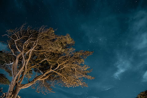 baix, foto d'angle, verd, fulles, arbre, nit, cel, núvol, estrella, exposició llarga, branca, tronc, astro, astronomia, nervum, cel nocturn, el desenfocament de moviment, Via Làctea, naturalesa, estrella - espai, galàxia, constel · lació, nebulosa, espai, fosc, blau, lluna, paisatge, bosc, ciència, a l'aire lliure, planeta - espai, fons, escenics, llum de la lluna, llum - fenomen natural, bellesa a la natura, fantasia, hivern, 5K, CC0, domini públic, lliure de regalies