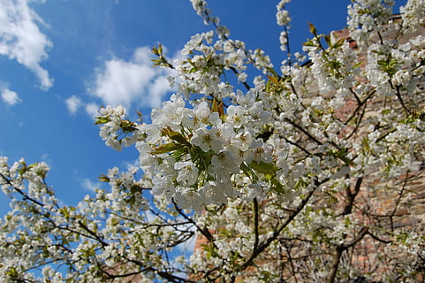 biodiversitet, kirsebær, forår, himmel, blå, skyer, blomstrende plante, blomst, plante, skrøbelighed, træ, friskhed, blomstre, sårbarhed, vækst, skønhed i naturen, afdeling, natur, kirsebær blomst, lav vinkel visning, dag, tæt på, hvid farve, frugt træ, ingen mennesker, Kirsebærtræ, udendørs, blomsterhoved, pollen, flok blomster, 2K, CC0, offentligt domæne, royaltyfrie