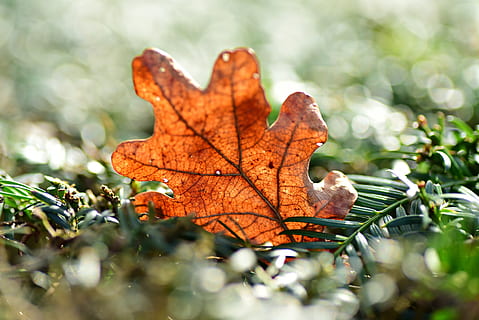 Egeblad, vene, mønster, tør, visne, natur, blad, plante del, efterår, lave om, plante, selektiv fokusering, dag, tæt på, træ, ingen mennesker, udendørs, skønhed i naturen, bladvenen, ahorn blad, jord, sårbarhed, skrøbelighed, sollys, naturlig tilstand, blade, 4K, CC0, offentligt domæne, royaltyfrie