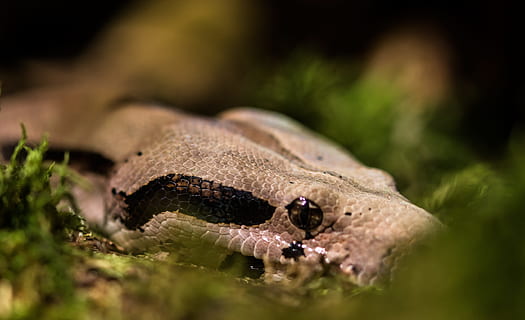 pythonas, gyvatė, gyvūnas, laukiniai, pobūdį, zoologijos sodas, parkas, ropliai, gyvūnų temos, gyvūnų gyvūnija, vienas gyvūnas, gyvūnams, Iš arti, stuburiniai, gyvūnų kūno dalis, atrankinis dėmesys, nėra žmonių, augalų, dieną, gyvūnų galva, nuodingas, vanduo, lauke, įspėjamasis ženklas, gyvūnų skalė, gyvūnų akis, atogrąžų miškai, 5K, CC0, Viešasis domenas, nemokamai