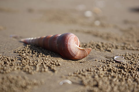 shell, cargol, marisc, fons, Costa, animal, sorra, terra, fauna animal, platja, temes d'animals, un animal, animals a la natura, enfocament selectiu, closca d’animals, mol·lusc, naturalesa, primer pla, cap gent, dia, mar, gasteròpode, invertebrat, a l'aire lliure, rastreig, nivell superficial, marí, 5K, CC0, domini públic, lliure de regalies