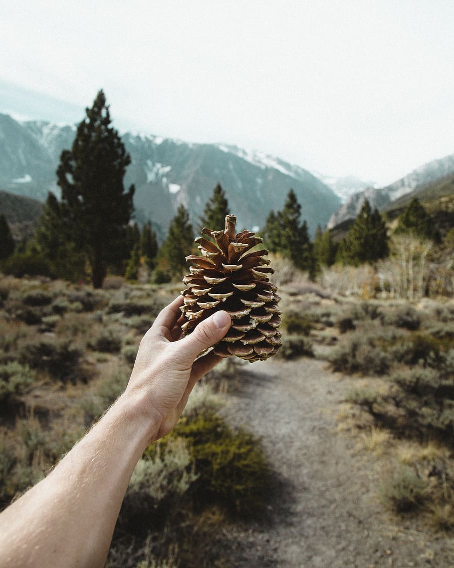 pinecone, pušis, kūgis, sultys, žygiai, medis, žmogaus ranka, ranka, vienas asmuo, žmogaus kūno dalis, kalnas, pobūdį, augalų, ūkyje, realūs žmonės, sutelkti dėmesį į naujas žinias, grožis gamtoje, asmeninė perspektyva, dieną, aplinką, vaizdai - gamta, Laisvalaikio veikla, kalnų, neatpažįstamas asmuo, pirštu, lauke, žmogaus galūnės, 4K