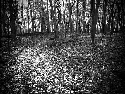 Pfad, Blätter, Blatt, Wald, Weg, Sonnenschein, fallen, Abfallzeit, Herbst, Geäst, Schwarz und weiß, Natur, Baum, Land, Pflanze, Ruhe, Kofferraum, Baumstamm, Schönheit in der Natur, keine Leute, ruhige Szene, Tag, Wachstum, Umgebung, Landschaft, draußen, Nicht-städtische Szene, Szenen - Natur, Sonnenlicht, 4K, CC0, gemeinfrei, lizenzfrei