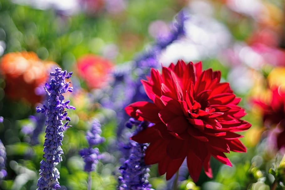 Flores rojas, planta, flor, dalia, geranio, lupino, margaritas, margarita, pétalo, primavera, brote, iris, aster, lavanda, esfera, invertebrado, animal, insecto, abeja, planta floreciendo, belleza en la naturaleza, vulnerabilidad, fragilidad, frescura, de cerca, crecimiento, rojo, inflorescencia, enfoque selectivo, cabeza de flor, naturaleza, nadie, centrarse en primer plano, día, parque, parque - espacio hecho por el hombre, al aire libre, 4K