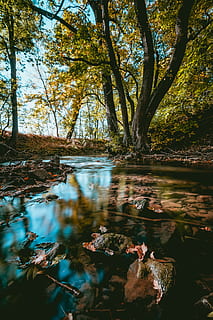 rzeka w lesie, staw, woda, na dworze, płaz, zwierzę, dzikiej przyrody, ropucha, bagno, wylądować, flora, roślina, las, drzewo, wegetacja, Natura, krajobraz, sceneria, akwarium, życie morskie, spokój, piękno natury, jezioro, odbicie, żadnych ludzi, dzień, nabrzeże, spokojna scena, scenics - natura, wzrost, scena pozamiejska, bagażnik samochodowy, zmiana, Płynąca woda, 5K, CC0, domena publiczna, darmowe zdjęcia