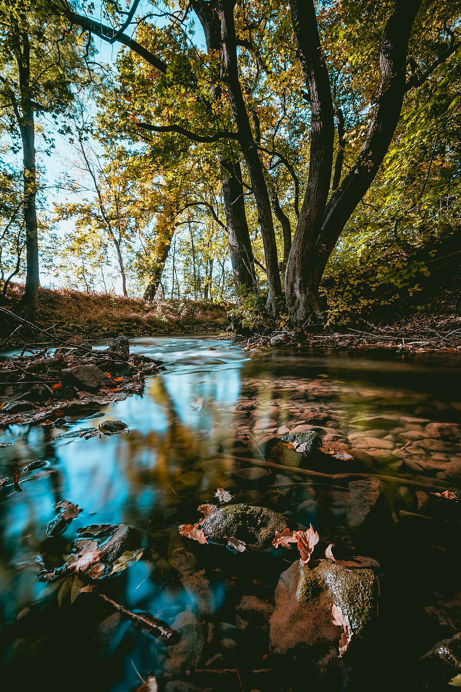riu al bosc, estany, aigua, a l'aire lliure, amfibi, animal, vida salvatge, gripau, pantà, terra, flora, planta, bosc, arbre, vegetació, naturalesa, paisatge, aquari, la vida marina, tranquil·litat, bellesa a la natura, llac, reflexió, cap gent, dia, davant del mar, escena tranquil·la, escenics - natura, creixement, escena no urbana, tronc, canvi, aigua que flueix, 5K