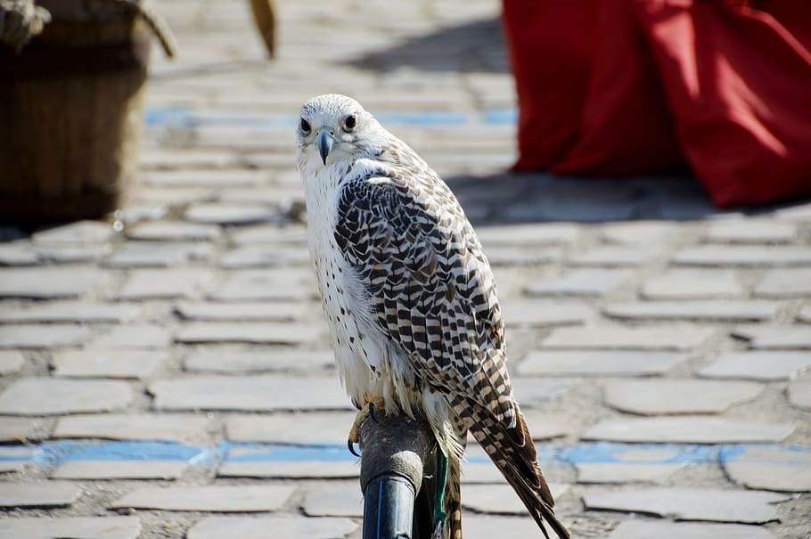 buzzard, falcó, ocell, depredador, presa, bolígraf, bec, salvatge, falconeria, raptor, família accipitridés, rapinadors diürns, criatura, falcó blanc, vertebrats, un animal, animals a la natura, fauna animal, centrar-se en primer pla, dia, posat, rapinyaire, longitud completa, mirant cap a fora, cap gent, a l'aire lliure, primer pla, mirant, naturalesa, falcó - ocell, 2K