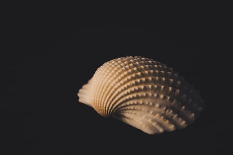 shell, seashell, shellfish, black background, studio shot, animal, animal wildlife, animal themes, copy space, no people, indoors, natural pattern, close-up, cut out, one animal, single object, nature, animal shell, water, sea, pattern, marine, 4K, CC0, public domain, royalty free