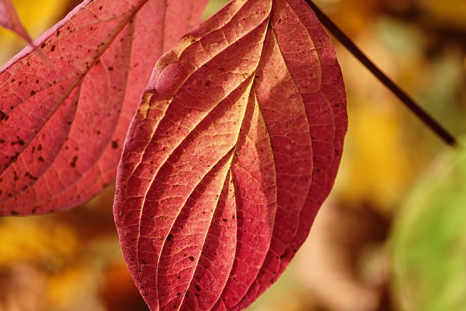 fullatge de tardor, fulles, dos, taques, penjant, depenen, de colors, color, colorit, tardor, bosc, fulles d'or, la fugacitat, groc, color de la tardor, naturalesa, humor de tardor, humor, llum solar, marró, colors de la tardor, primer pla, part de la planta, full, canvi, centrar-se en primer pla, planta, vena de la fulla, dia, bellesa a la natura, cap gent, a l'aire lliure, creixement, fragilitat, vermell, vulnerabilitat, arbre, patró natural, color taronja, condició natural, fulla d'auró, 4K