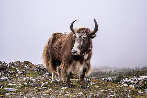 brown cattle, animal, cow, cattle, mammal, yak, nepal, trekking, ebc, mountains, mighty, treking, hiking, everest, everest region, high altitude, ground, bull, ox, longhorn, adventure, animal themes, one animal, horned, standing, looking at camera, livestock, domestic animals, animal wildlife, nature, no people, land, portrait, vertebrate, domestic, field, mountain, winter, outdoors, herbivorous, 4K, CC0, public domain, royalty free