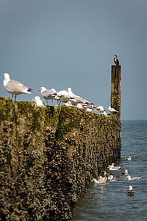 stack, Höft, kribben, kust, houten stapel, Kribbe, water, kustbescherming, zee, zeewier, hout, stapel, pranger, mosselen, korst, aalscholver, zeemeeuw, Zilvermeeuw, vogel, dierenleven, dieren in het wild, gewerveld, dier, dierlijke thema's, groep dieren, natuur, neerstrijken, dag, geen mensen, zeevogel, hemel, grote groep dieren, schoonheid in de natuur, zwerm vogels, buitenshuis, houten paal, 4K, CC0, publiek domein, royaltyvrij