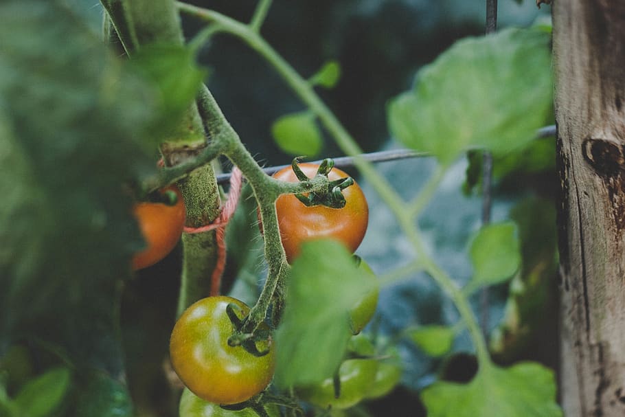 appelsin tomater, mad og drikke, mad, plante, sund kost, grøntsag, frugt, friskhed, dag, grøn farve, natur, landbrug, vækst, tæt på, ingen mennesker, udendørs, tomat, fokus på forgrunden, selektiv fokusering, blad, plante del, moden, 5K