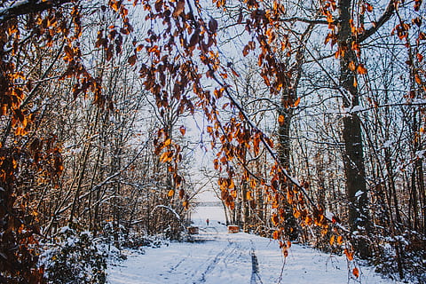 pokryte śniegiem drzewo, drzewo, roślina, pnia drzewa, Natura, jedzenie, produkować, las, śnieg, krajobraz, zimowy, jodła, abies, biały, na dworze, zimno, kolor, Tapeta, owoc, persimmon, liść, zimna temperatura, piękno natury, spokój, pokrycie, Oddział, droga naprzód, kierunek, dzień, wylądować, scenics - natura, nagie drzewo, żadnych ludzi, spokojna scena, scena pozamiejska, zmiana, treelined, 5K, CC0, domena publiczna, darmowe zdjęcia