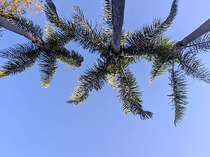 tre palme, pianta, albero, abete, abies, conifera, pino, abete rosso, silhouette, polline, asfalto, larice, mercato, negozio di alimentari, negozio, supermercato, indietro, calcestruzzo, ringhiera, corrimano, cielo, Palma, crescita, Inquadratura dal basso, natura, clima tropicale, cielo sereno, nessuno, blu, tronco d'albero, tronco, alto - alto, giorno, bellezza nella natura, direttamente sotto, all'aperto, albero tropicale, colore verde, palma da cocco, albero di conifere, 4K, CC0, dominio pubblico, privo di copyright