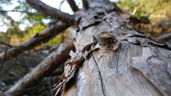 escorça, aspre, arbre, textura, fusta, naturalesa, fons, esquerdat, material de fusta, tronc de l'arbre, planta, tronc, cap gent, fauna animal, temes d'animals, animals a la natura, primer pla, animal, enfocament selectiu, un animal, rèptil, dia, centrar-se en primer pla, a l'aire lliure, branca, 4K, CC0, domini públic, lliure de regalies