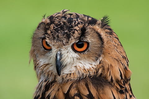 Tier, Schnabel, Vogel, verwischen, Nahansicht, Augen, Gefieder, Falke, suchen, Eule, starrte, Tierwelt, Tiere in freier Wildbahn, Tierthemen, ein Tier, Raubvogel, Wirbeltier, keine Leute, Fokus auf den Vordergrund, Tierkörperteil, Natur, Tierauge, Auge, Porträt, Tag, Kamera betrachten, Tierkopf, gelbe Augen, Falke - Vogel, 2K, CC0, gemeinfrei, lizenzfrei