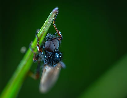 detailní fotografie, Černá, hmyz, Chyba, detail, létat, málo, makro, bezobratlý, zvířat, zvíře, zvířata ve volné přírodě, jednoho zvířete, selektivní zaměření, pavoukovec, členovců, pavouk, nikdo, Příroda, část těla zvířete, zoologie, den, list, zelená barva, zvířecí noha, zvířecí oko, rosa, 5K