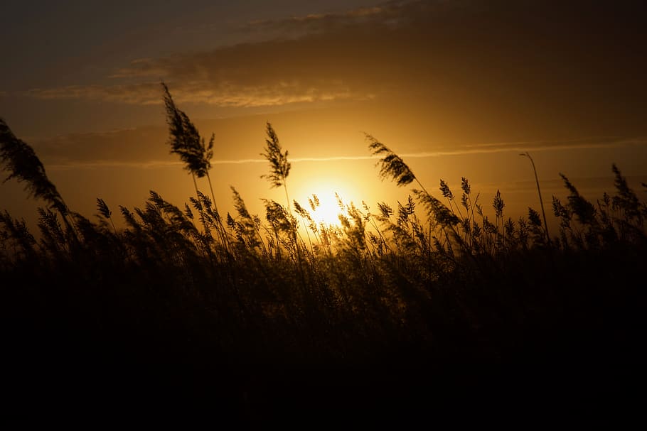 张家口, cel, bellesa a la natura, posta de sol, planta, creixement, tranquil·litat, silueta, naturalesa, escena tranquil·la, escenics - natura, núvol - cel, cap gent, camp, llum solar, color taronja, terra, idíl·lic, sol, escena no urbana, a l'aire lliure, tija, 5K