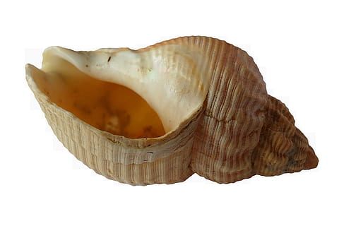 béžová lastura, rozmazat, detail, ulita, prázdný, soustředit se, shell, bílé pozadí, studio shot, vystříhnout, nikdo, uvnitř, jídlo a pití, jídlo, jeden objekt, svěžest, zvíře, zvířecí shell, stálý život, bílá barva, Příroda, plody moře, zvířat, hnědý, drahokam, námořní, 5K, CC0, veřejná doména, bez autorských práv