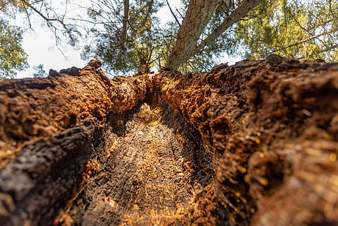 árvore, seiva, testemunho, queimado, coroas, arvores, dentro, acima, céu, plantar, natureza, ninguém, dia, terra, tranquilidade, tronco de árvore, beleza na natureza, crescimento, tronco, foco seletivo, Rocha, texturizado, floresta, sólido, cena tranquila, ao ar livre, rude, rock - objeto, nível de superfície, corroído, 5K, CC0, domínio público, royalty free