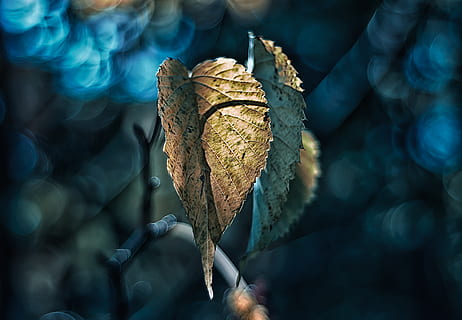 Billede af blade, tæt på, makro, fokus på forgrunden, dag, ingen mennesker, plante del, blad, natur, plante, tør, udendørs, sollys, selektiv fokusering, træ, træ - materiale, sårbarhed, forbindelse, Brun, tørret plante, Kvist, skønhed i naturen, blade, 2K, CC0, offentligt domæne, royaltyfrie