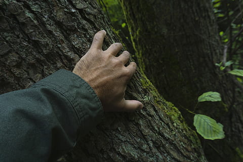 Person, halten, Baum, Hand, Baumrinde, Baumstamm, Kofferraum, menschliches Körperteil, echte Menschen, menschliche Hand, Pflanze, Körperteil, Natur, eine Person, Wald, persönliche Perspektive, Freizeitbeschäftigung, Lebensstile, Land, Tag, barfuß, Nahansicht, draußen, Finger, menschlicher Fuß, Borke, 5K, CC0, gemeinfrei, lizenzfrei