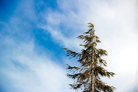 vierme, fotografierea ochilor, verde, arbore de copaci, cer albastru, luminos, nori, conifer, lumina zilei, foc mic, minimalismul, minimalist, în aer liber, cer, vară, Cea mai inalta, copac, nor - cer, plantă, vedere unghiulară joasă, creştere, frumusețe în natură, palmier, natură, zi, liniște, climat tropical, nici o persoana, lumina soarelui, albastru, scenice - natura, trunchi de copac, înalt - înalt, palmier de cocos, Brad, copac tropical, frunza de palmier, 5K, CC0, domeniu public, fără drepturi de autor