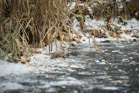 erba marrone, natura, all'aperto, ghiaccio, la neve, animale, inverno, uccello, mammifero, giraffa, terra, pernice, brina, aquila, lupo, canino, lupo Rosso, Agelaius, merlo, pianta, messa a fuoco selettiva, temperatura fredda, nessuno, giorno, asciutto, campo, la tranquillità, acqua, congelato, albero, bellezza nella natura, erba, livello di superficie, disordinato, 2K, CC0, dominio pubblico, privo di copyright
