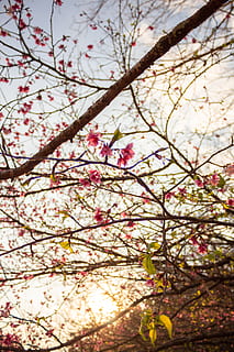 Skov, træ, himmel, blomst, Rose, lyserød, japan, kirsebær, blosson, plante, afdeling, blomstrende plante, vækst, skønhed i naturen, natur, ingen mennesker, lav vinkel visning, dag, friskhed, forår, blomstre, skrøbelighed, udendørs, tæt på, sårbarhed, kirsebær blomst, fokus på forgrunden, Kirsebærtræ, 5K, CC0, offentligt domæne, royaltyfrie