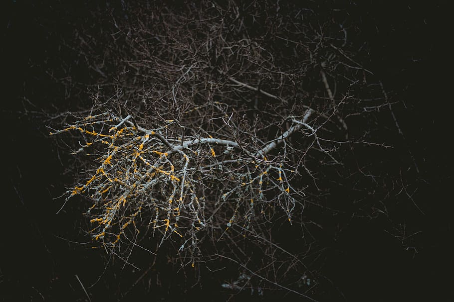 nua, arbre, nit, escorça, arbust, bokeh, escriptori, fons de pantalla, flechten, moo, punt de mira, fosc, branca, planta, naturalesa, cap gent, tranquil·litat, arbre nu, complexitat, bellesa a la natura, a l'aire lliure, primer pla, sec, planta morta, planta seca, fragilitat, vulnerabilitat, enfocament selectiu, enredat, 5K