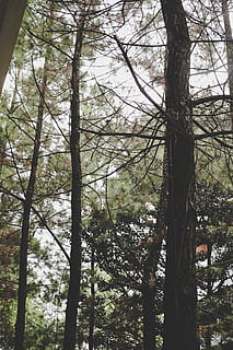 closeup, photo, green, trees, bark, branches, conifer, environment, forest, scenic, tallest, tree, plant, trunk, tree trunk, land, tranquility, growth, no people, nature, day, branch, beauty in nature, outdoors, woodland, scenics - nature, tranquil scene, low angle view, sky, non-urban scene, 5K, CC0, public domain, royalty free