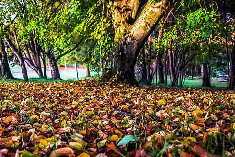 sòl, planta, arbre, full, vegetació, tronc de l'arbre, herba, a l'aire lliure, parc, gespa, terra, naturalesa, multitud, flor, bosc, llum solar, produir, gra, part de la planta, tronc, creixement, bellesa a la natura, tardor, dia, tranquil·litat, canvi, cap gent, caient, enfocament selectiu, escena tranquil·la, fulles, nivell superficial, col·lecció de tardor, 5K, CC0, domini públic, lliure de regalies