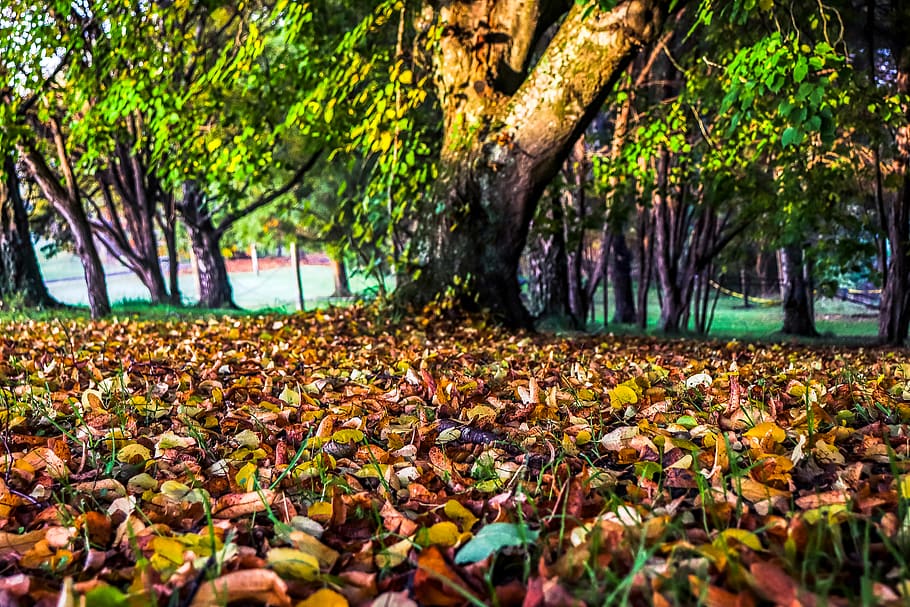 sòl, planta, arbre, full, vegetació, tronc de l'arbre, herba, a l'aire lliure, parc, gespa, terra, naturalesa, multitud, flor, bosc, llum solar, produir, gra, part de la planta, tronc, creixement, bellesa a la natura, tardor, dia, tranquil·litat, canvi, cap gent, caient, enfocament selectiu, escena tranquil·la, fulles, nivell superficial, col·lecció de tardor, 5K