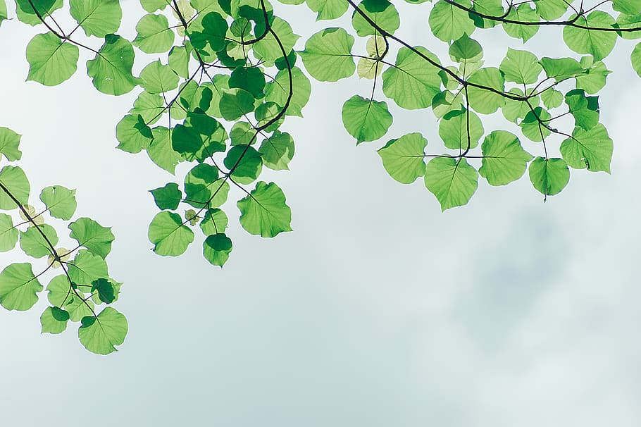 fotografia, fulles, cel, branques, ennuvolat, medi ambient, jardí, creixement, fons de pantalla hd, naturalesa, full, part de la planta, color verd, planta, arbre, branca, frescor, cap gent, bellesa a la natura, a l'aire lliure, dia, vista d’angle baix, fons, núvol - cel, vulnerabilitat, menjar i beguda, 4K