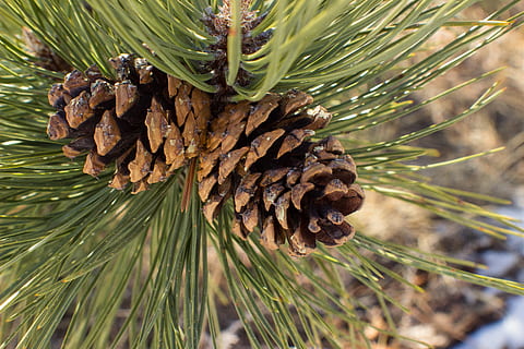 pinya de pi, agulla de pi, pi, hivern, naturalesa, planta, arbre de coníferes, pinàcies, arbre, primer pla, cap gent, creixement, bellesa a la natura, color verd, dia, centrar-se en primer pla, arbre de fulla perenne, a l'aire lliure, fusta de pi, part de la planta, tranquil·litat, full, agulla - part de la planta, bosc de pi, 5K, CC0, domini públic, lliure de regalies