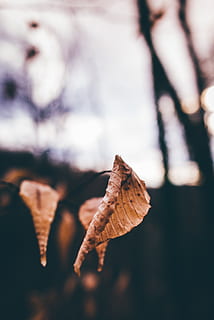 copac, frunze, ramuri, cădea, toamnă, chihlimbar, pădure, a închide, natură, parte a plantelor, plantă, selectiv, zi, să se concentreze asupra primelor elemente, uscat, nici o persoana, în aer liber, Schimbare, frumusețe în natură, fragilitate, maro, creştere, vulnerabilitate, lemn - material, starea naturala, 5K, CC0, domeniu public, fără drepturi de autor